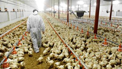 First US case of bird flu in a human reported in Colorado