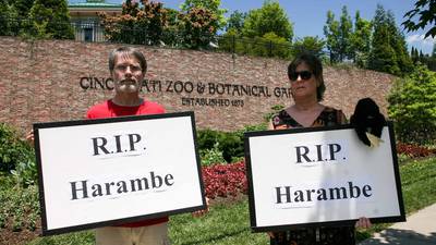911 call reveals panic in zoo before gorilla killing