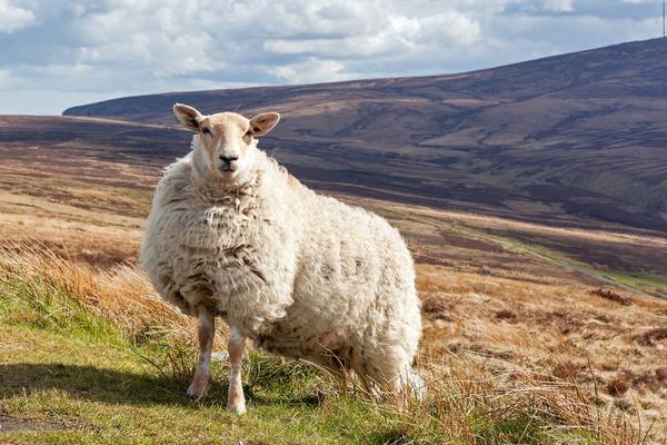 Orna Mulcahy: Time for more wooly thinking on sustainability