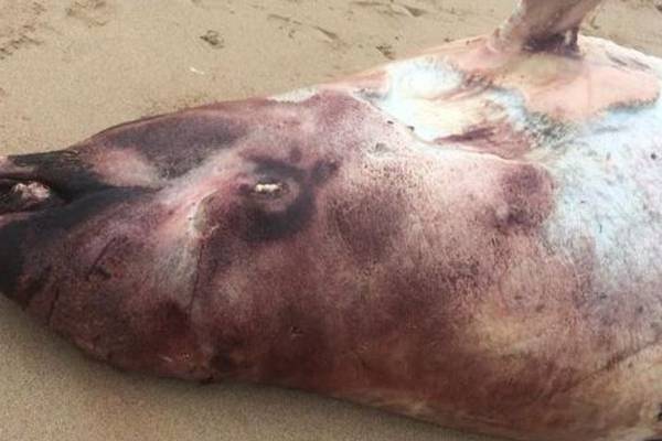 Whales may have suffered from ‘the bends’ before dying off Irish coast
