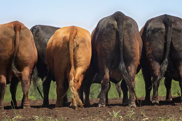 Politicians urged to ‘bite the bullet’ and reduce size of Irish livestock sector