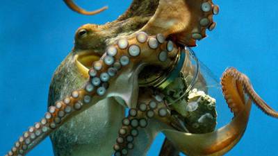 Be afraid, be very afraid: octopus filmed hunting on land
