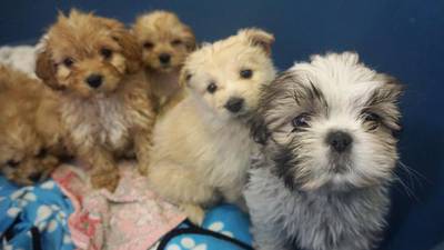 DSPCA caring for 116 puppies seized at Dublin Port