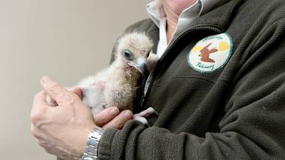 First golden eagle chick bred in Irish captivity