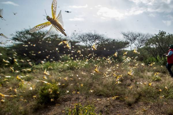 ‘It was like a cloud’: East Africa tackles worst swarms of locusts in decades