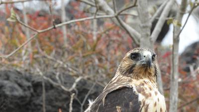 Discovery of sparrowhawk’s nest leads to suspension of licence for tree felling