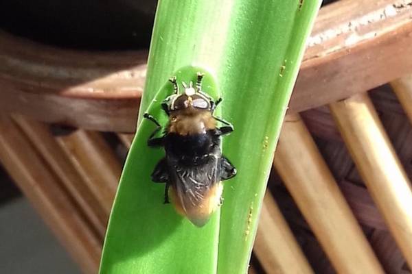 Is this a bee on my amaryllis? Readers’ nature queries