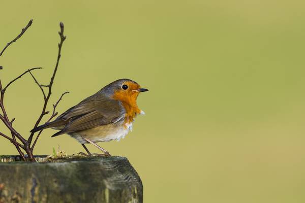 Winged messenger of solace – An Irishwoman’s Diary on the robin redbreast