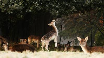 The cold snap in pictures: Frost, ice, snow and deer