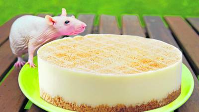 Obesity lessons learned from rats diving into cheesecake
