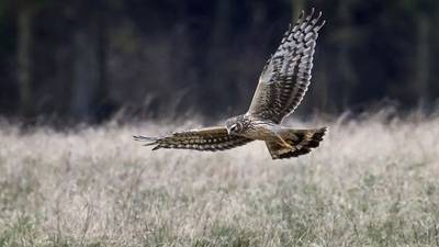 Protection of rare bird of prey could halt Donegal wind farm