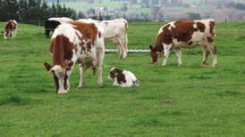 Feed being investigated in possible BSE case in Louth