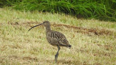 Curlew in danger of extinction in Ireland, says conservationist