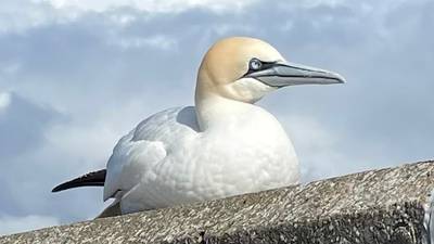 What is to blame for this gannet’s unusual stillness?