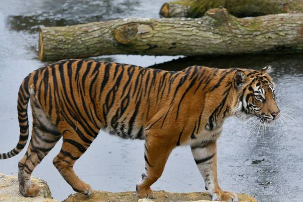 Sumatran tiger killed by potential mate on first meeting in London zoo