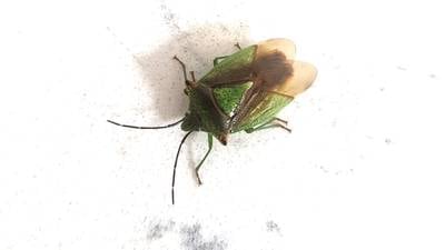 The life of the aptly named stink bug