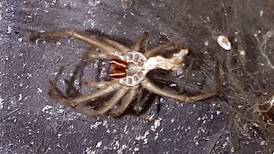 Is this large spider I found in my attic poisonous? Readers’ nature queries 