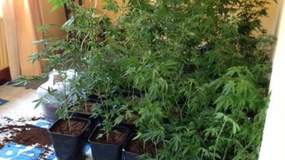 Cannabis seized in Kerry with a street value of €177,000