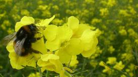 Bees’ preference for insecticide-laced flowers puts them at risk