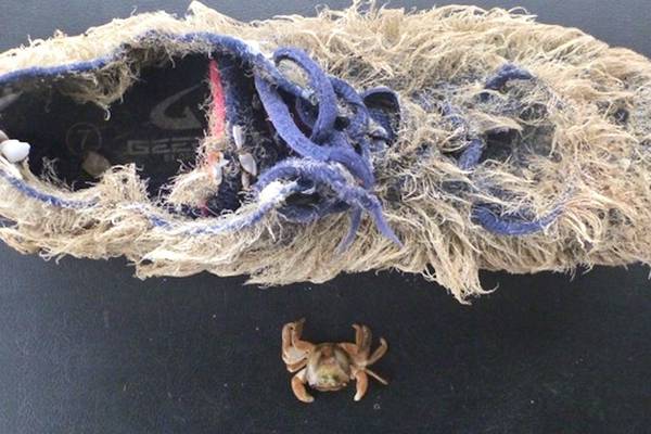 Hairy shoe (plus crab) washed up in Clare from Carolina cargo spill