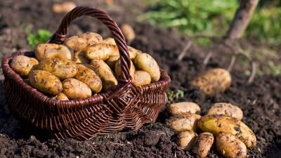 Wet weather: major potato shortage  looms due to persistent rainfall