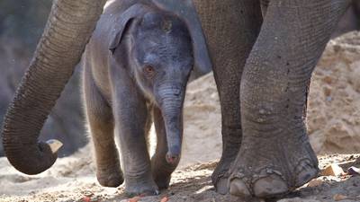 Want to name an elephant? Dublin Zoo has just  welcomed a 130kg calf