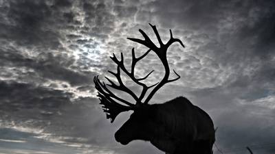 Redundant reindeer, ‘jobs of tomorrow’ and the ExxonMobil call that ‘never happened’
