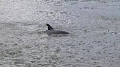 Dolphin spotted swimming up river Liffey in Dublin city centre