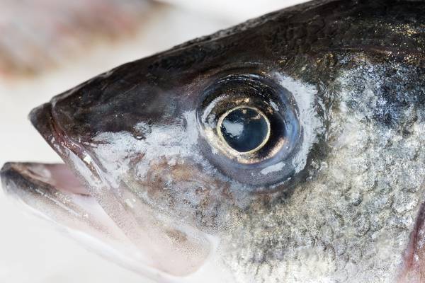 Investment in discarded fish heads proves profitable for big-name hedge funds