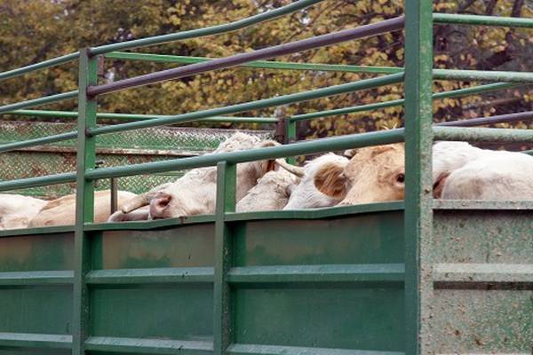 Investigation alleges abuse of animals exported from Ireland