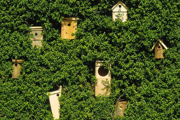 Who’s nesting in your bird box?