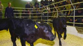 Government urged to protect live cattle export trade in wake of TLT liabilities