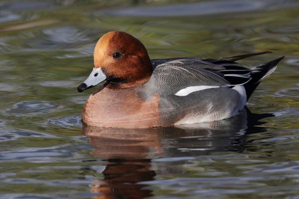 Bird flu discovered in wild duck in Co Wexford