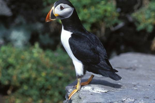 Puffin found dead after becoming entangled in face mask