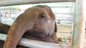Poachers are killing Myanmar’s elephants in increasing numbers
