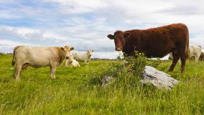 Teagasc: Making money by watching the grass grow