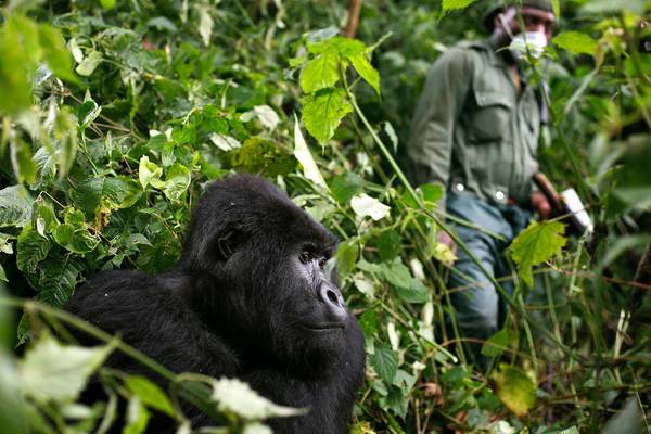 Concern over mountain gorillas getting infected with coronavirus