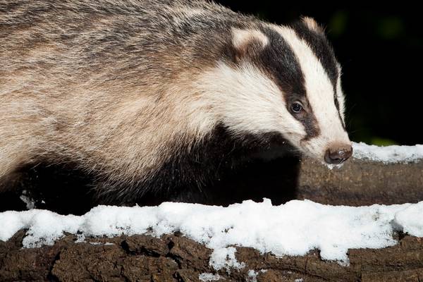 Michael Harding: I got up close with a badger one night. I know he’s still out there