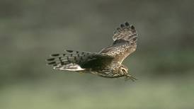 Wind turbines would destroy hen harrier habitat, court hears