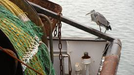 Ireland faces losing thousands of tonnes from fish quotas after EU investigation