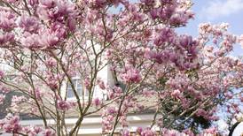 Your gardening questions answered: What’s wrong with my magnolia?