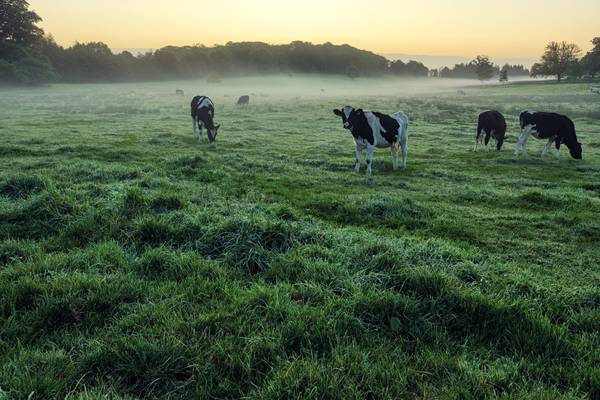 Qatar approves Irish meat for import